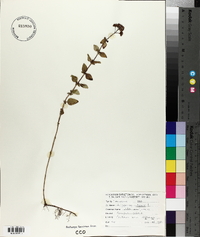 Origanum vulgare image