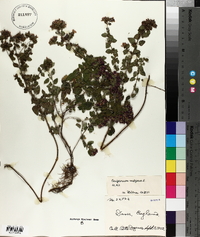 Origanum vulgare image