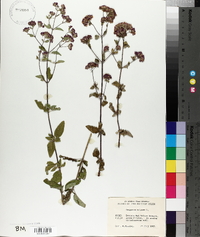 Origanum vulgare image