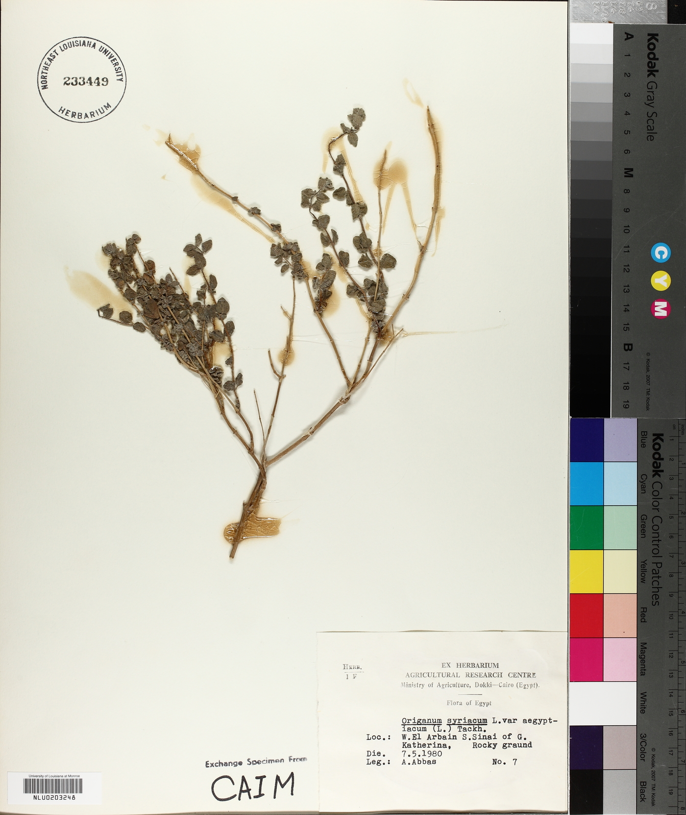 Origanum syriacum image