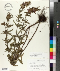 Monarda punctata var. lasiodonta image