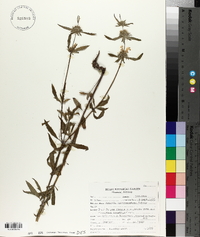 Monarda citriodora subsp. austromontana image