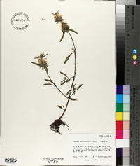 Monarda citriodora subsp. austromontana image