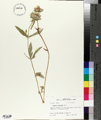 Monarda citriodora image