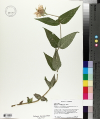 Monarda bradburiana image