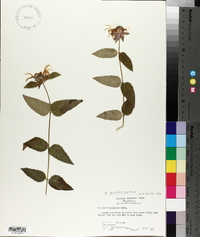Monarda bradburiana image