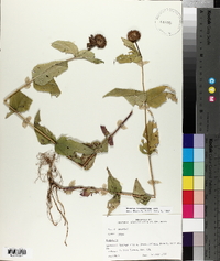 Monarda bradburiana image