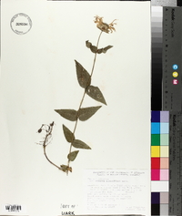 Monarda bradburiana image