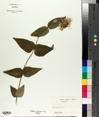 Monarda bradburiana image