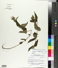 Monarda bradburiana image