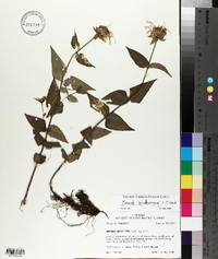 Monarda bradburiana image