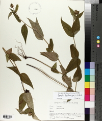 Monarda bradburiana image