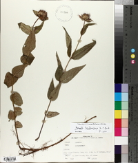 Monarda bradburiana image