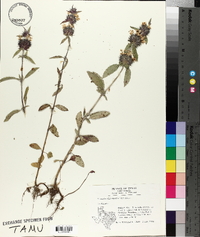 Monarda clinopodioides image