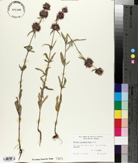 Monarda clinopodioides image