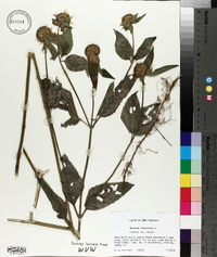 Monarda clinopodia image