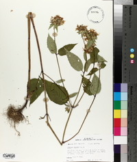 Monarda clinopodia image