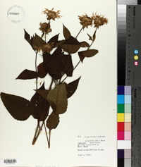 Monarda clinopodia image