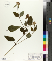 Monarda clinopodia image