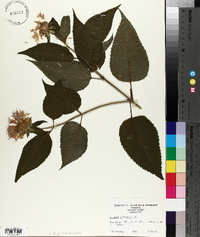 Monarda clinopodia image
