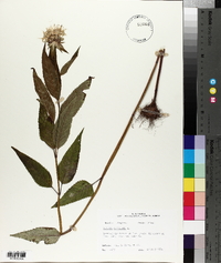Monarda clinopodia image