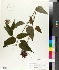 Monarda clinopodia image