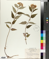 Monarda clinopodia image