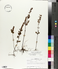 Perilla frutescens image