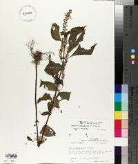 Perilla frutescens image