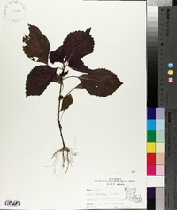 Perilla frutescens image