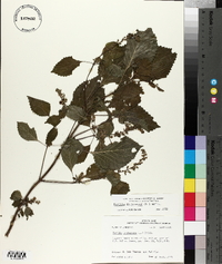 Perilla frutescens image