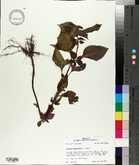 Perilla frutescens image