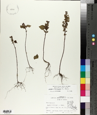 Perilla frutescens image
