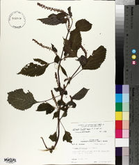 Perilla frutescens image