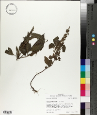 Perilla frutescens image
