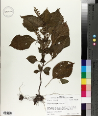 Perilla frutescens image