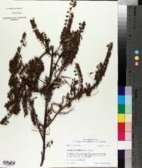 Perilla frutescens image