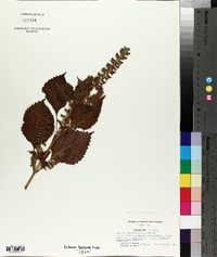 Perilla frutescens image