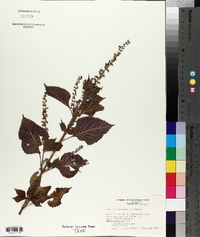 Perilla frutescens image