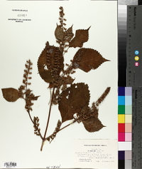 Perilla frutescens image