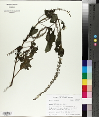 Perilla frutescens image