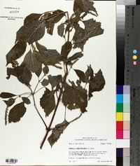 Perilla frutescens image
