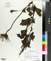 Perilla frutescens image