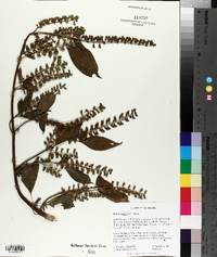 Perilla frutescens image