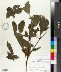 Perilla frutescens image