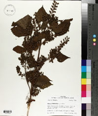 Perilla frutescens image
