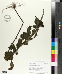 Perilla frutescens image