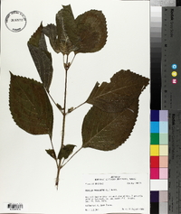 Perilla frutescens image