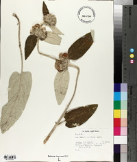 Phlomis bracteosa image