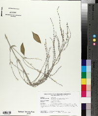 Perovskia atriplicifolia image